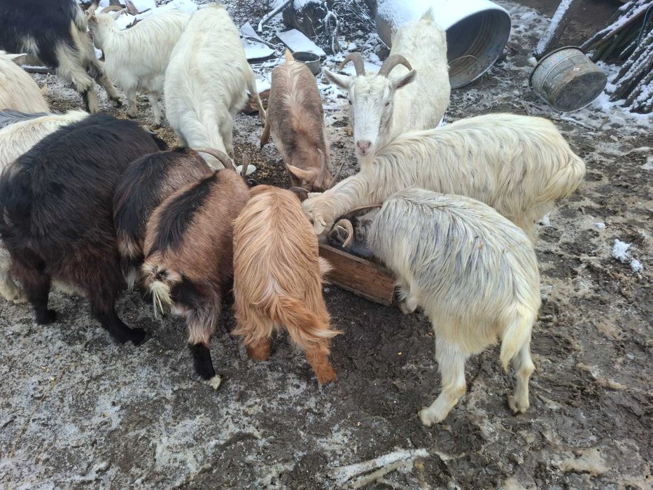 Vand capre, iedite si țap sănătoși