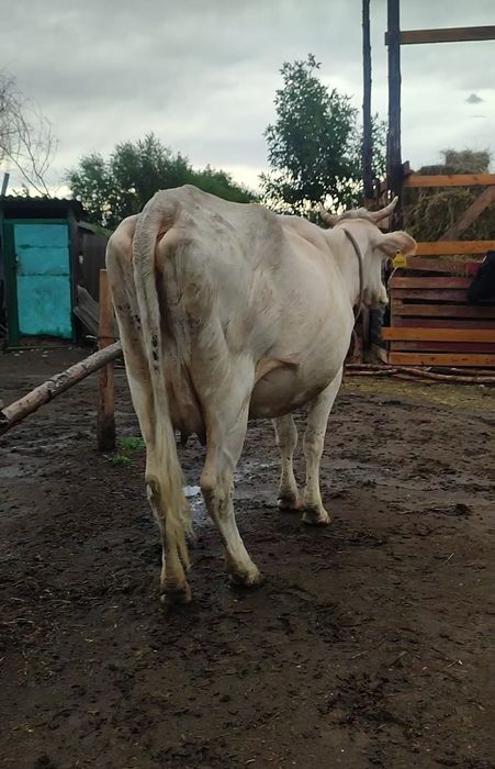 Продам дойную корову.