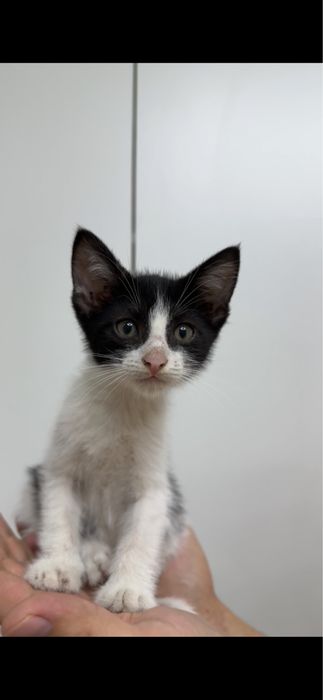 Котята бесплатно