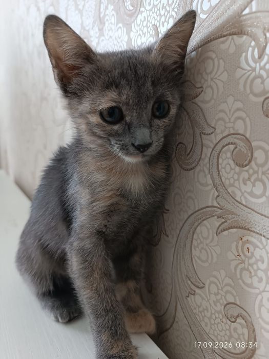 Котенок мысык бесплатно