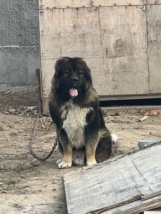 Vand mascul ciobanesc caucazian cu pedigree