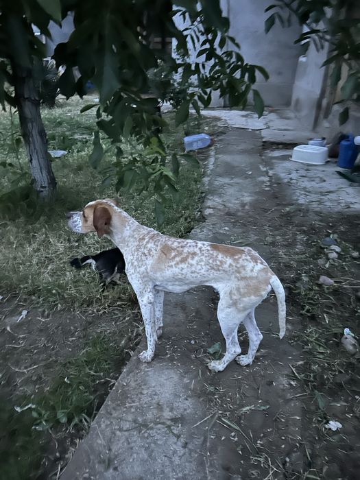 Английский Поинтер / English Pointer / Охотничья Собака