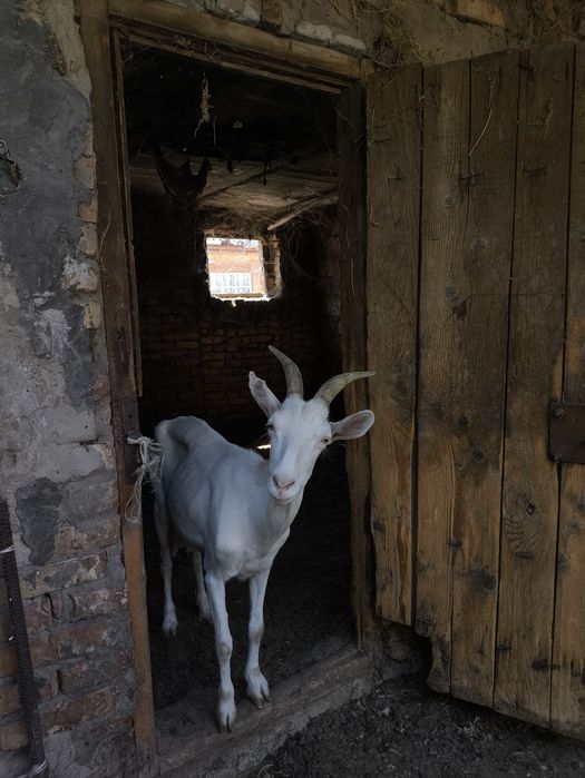 Зааненская, сүтті ешкілер