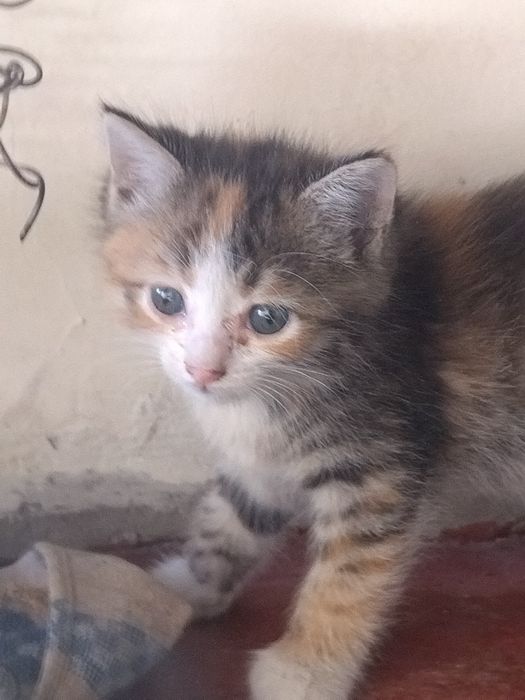 Отдам котят в хорошие добрые руки.