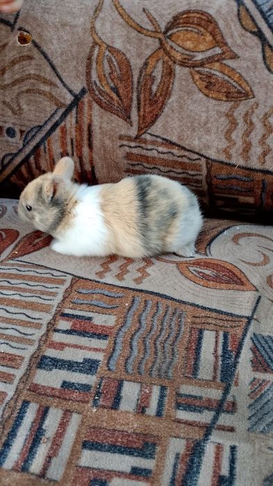 Кролики декоративные