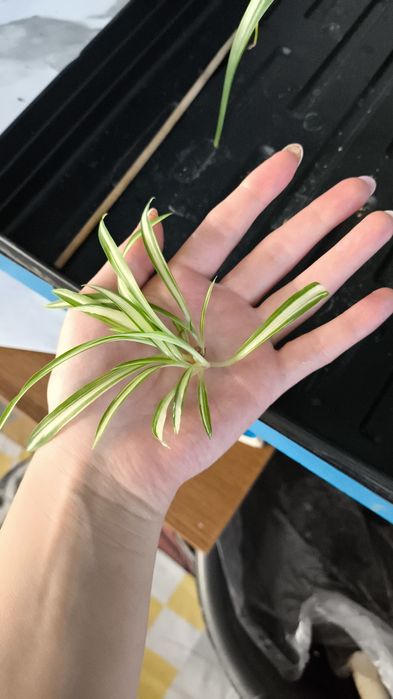 Продам Хлорофитум. 5 сортов