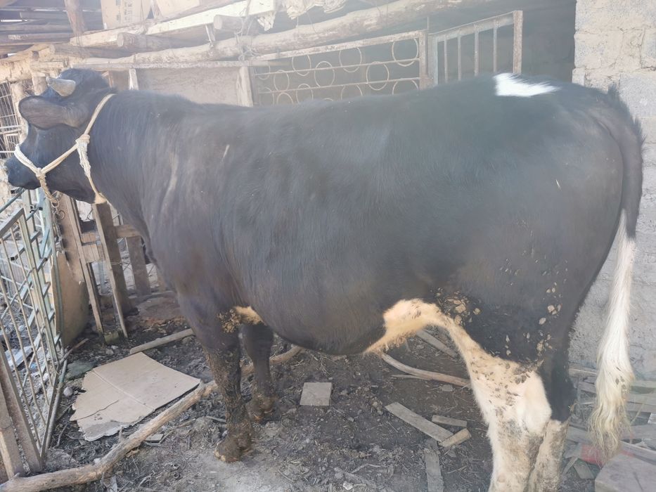 Продам крупного бычка