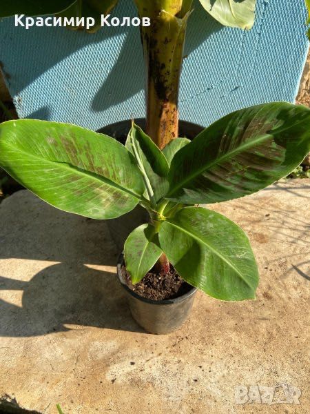 Банан ядлив джудже, Musa acuminata 'Dwarf Cavendish', растения