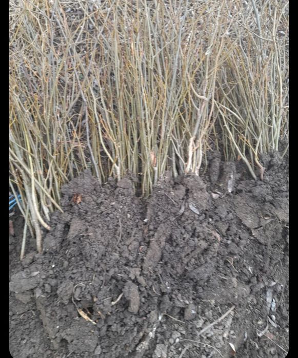 Puieți pentru replantare/împădurire la cel mai bun preț anul 1