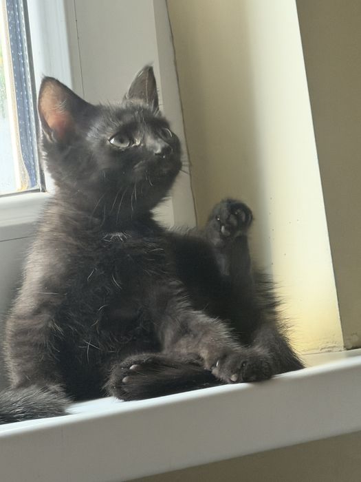 Ищет дом котёнок Уголёк!