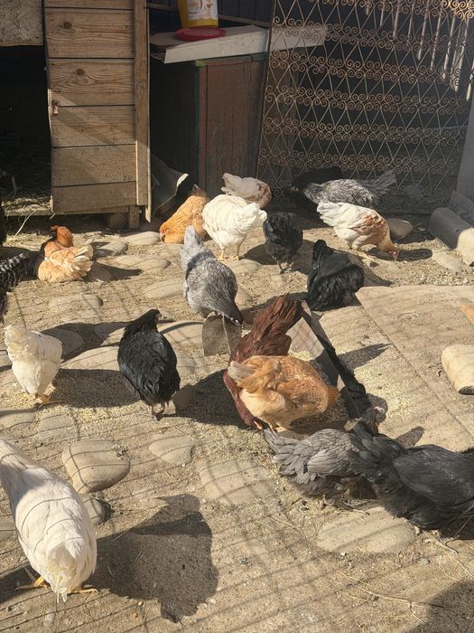 Puicuțe țărănești