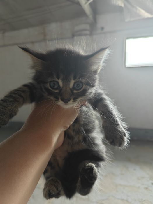 Отдам котят в добрые руки