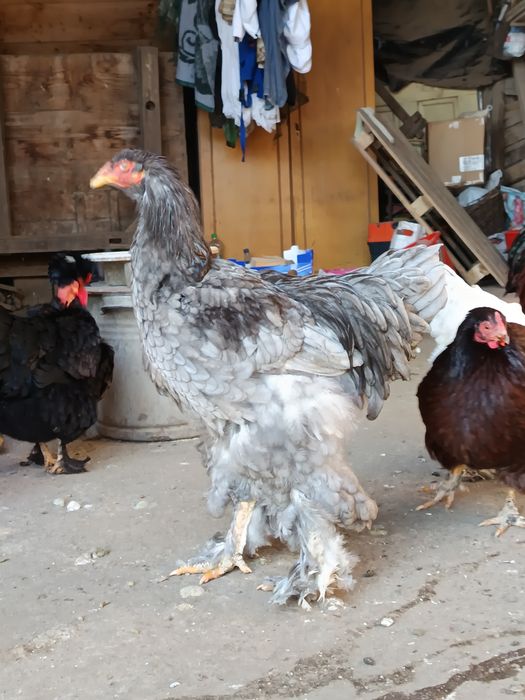 Cocosi Brahma tineri