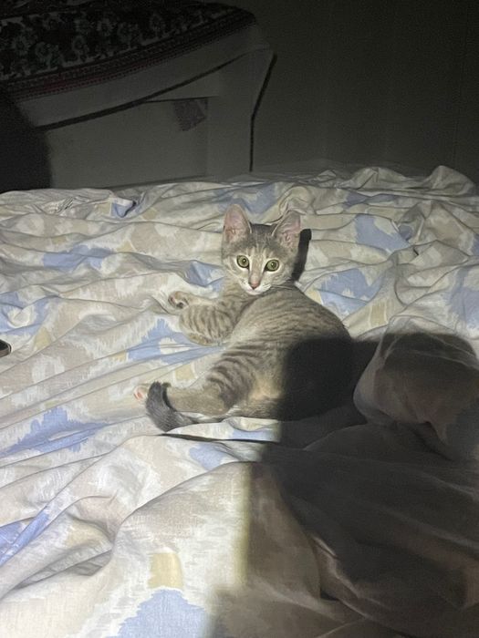 Котенок, 2 месяца, девочка