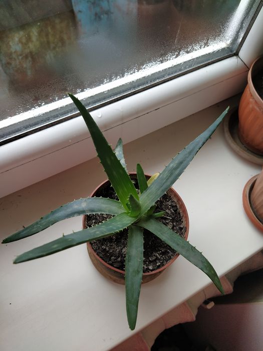 Алое вера для лечение