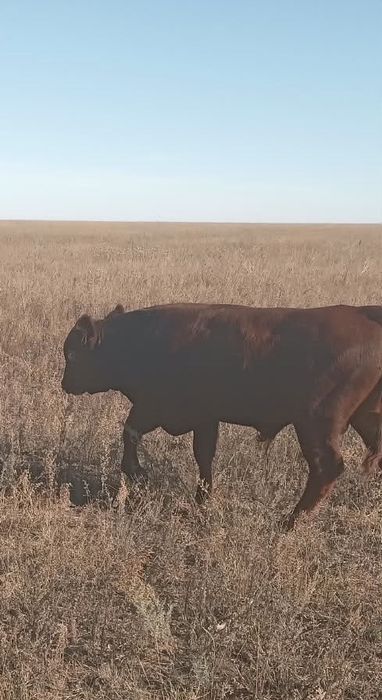 Продам патсосный