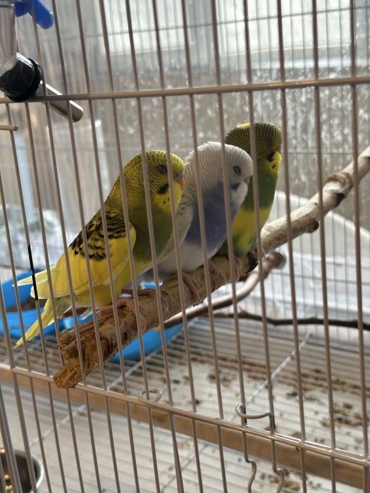 Ручные волнистые попугаи