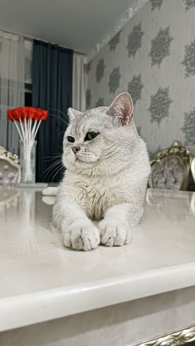 Серебристая шиншилла угилбола
