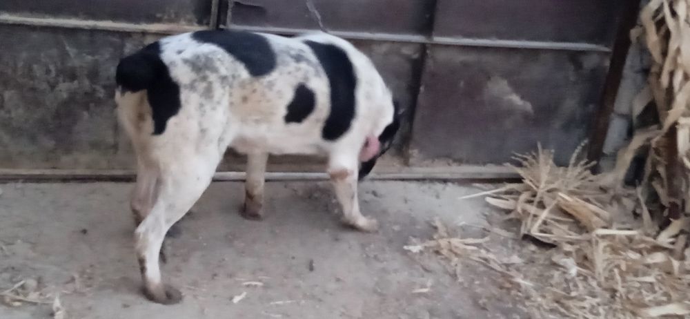 Alabay kuchuk sotiladi qiz