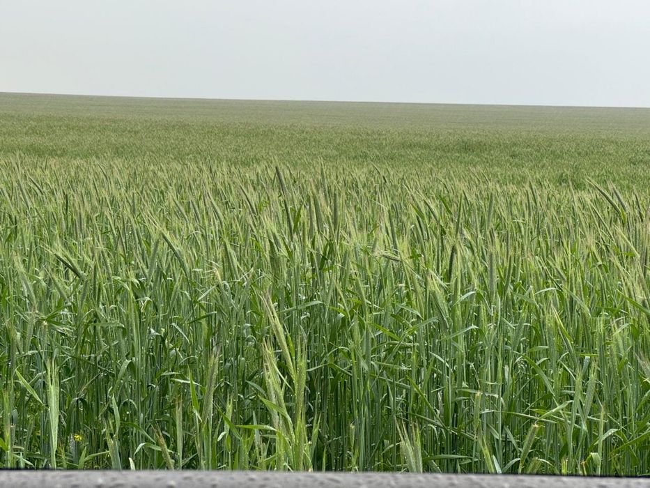 Продам сельское хозяйство