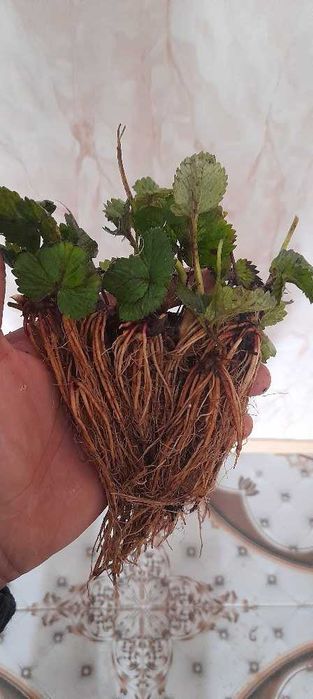 ВЪЛШЕБЕН Целогодишен Разсад Корени - Ягоди и Малини