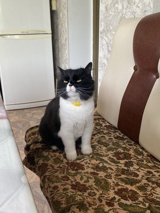 Pet sitting și cazare temporară pentru câini și pisici