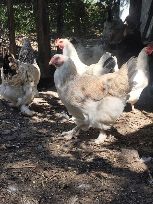 Продам кур Брамы Орпингтоны