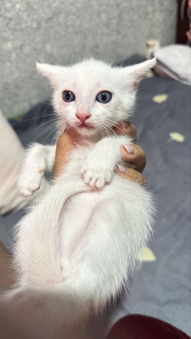 Продам котёнка породистый