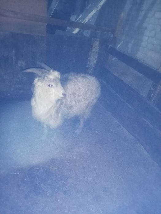 Продам козла молодого