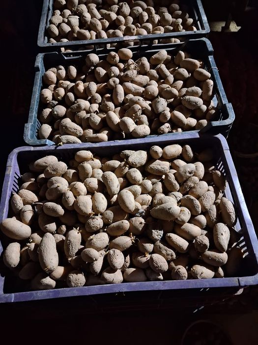 Cartofi de consum și de sămânță.