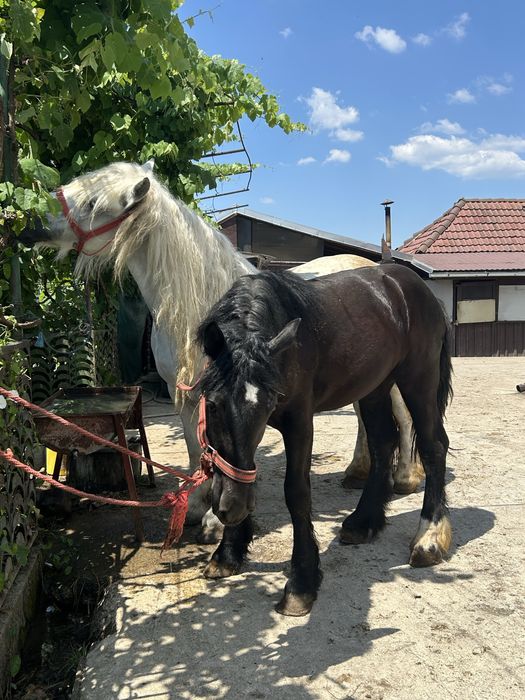 Vând Iapă cu mânză