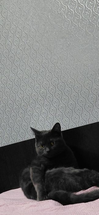 Кошки мысық сатылады