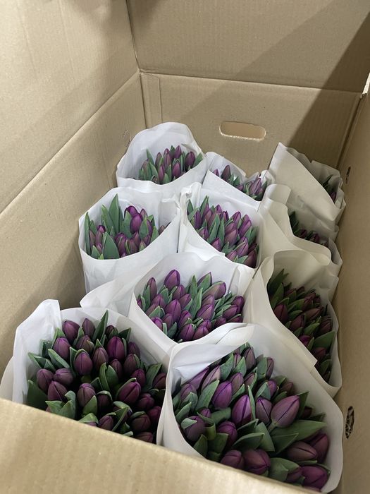 Тюльпаны оптом и в розницу