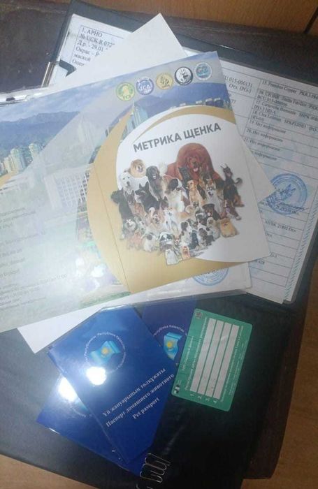 Щенки бельгийской овчарки малинуа