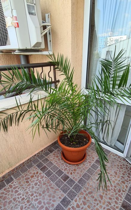 палма., многогодишна, Бенджамин