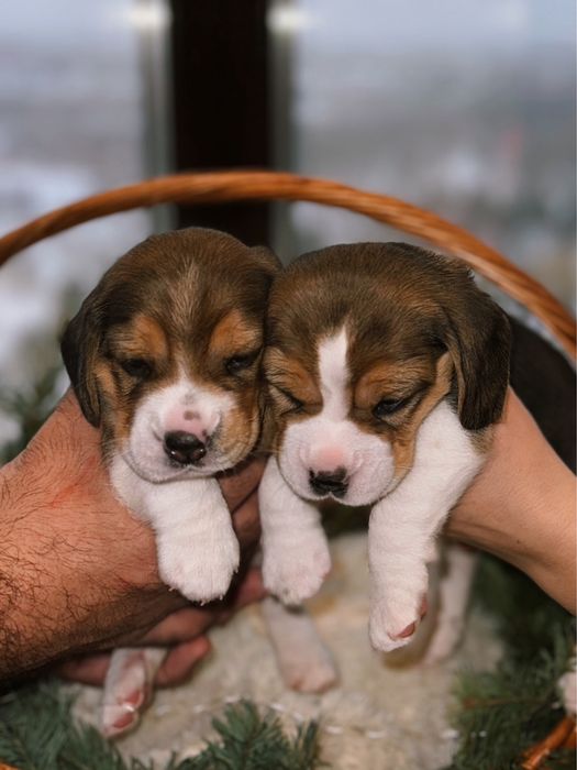 Бигль щенки с родословной