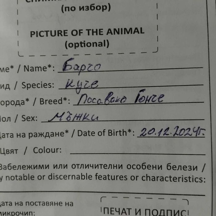 Продава се: Ловно мъжко куче