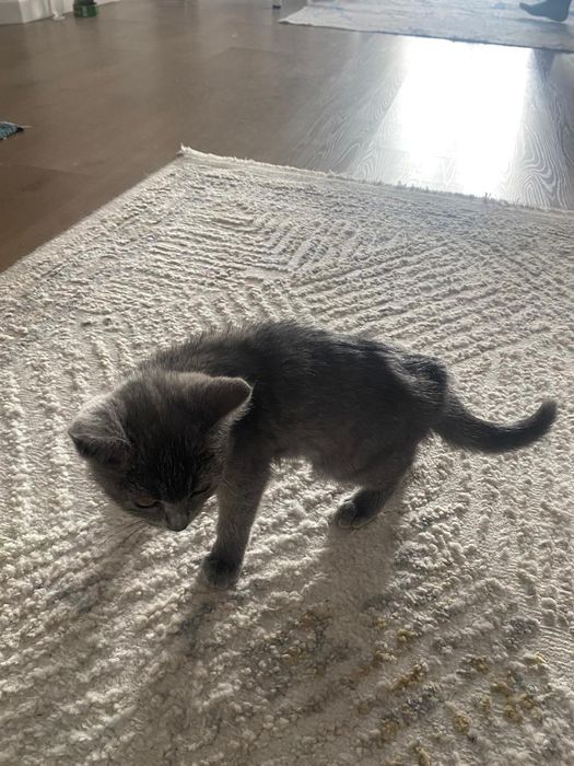 кошка с золотымй когтиями