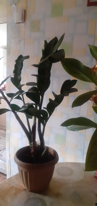 Цветы долоровое дерево