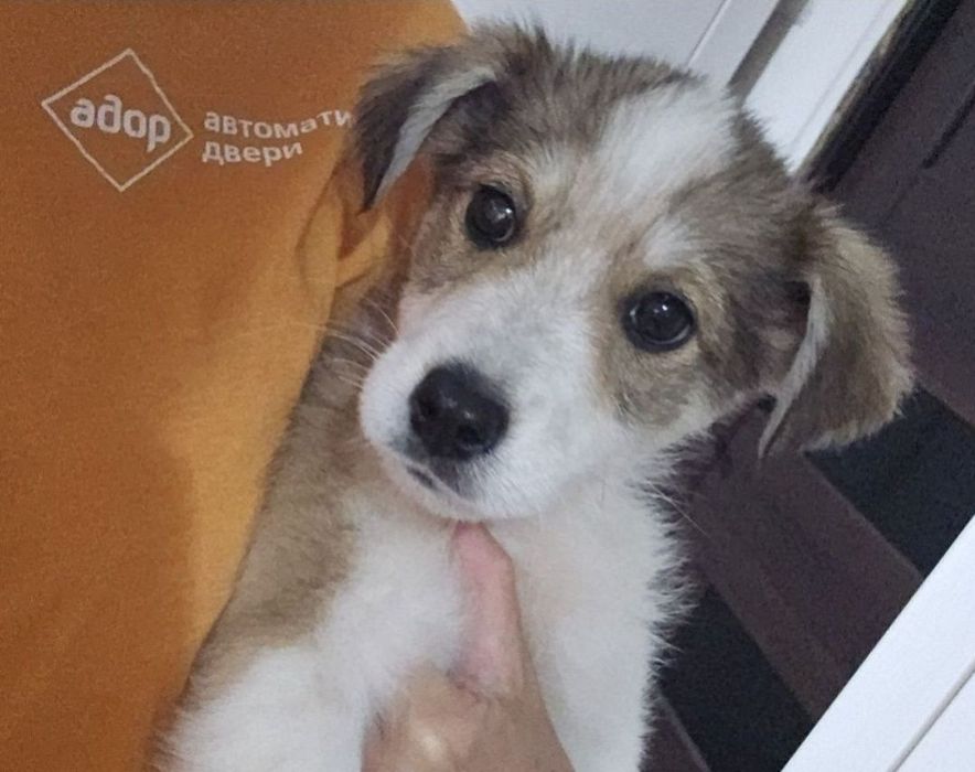 Отдам щенка в добрые руки