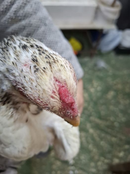 Дакан курица несётся