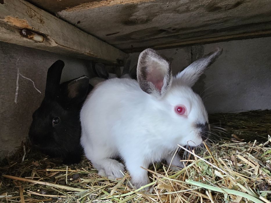 Iepurași Pitici Rex