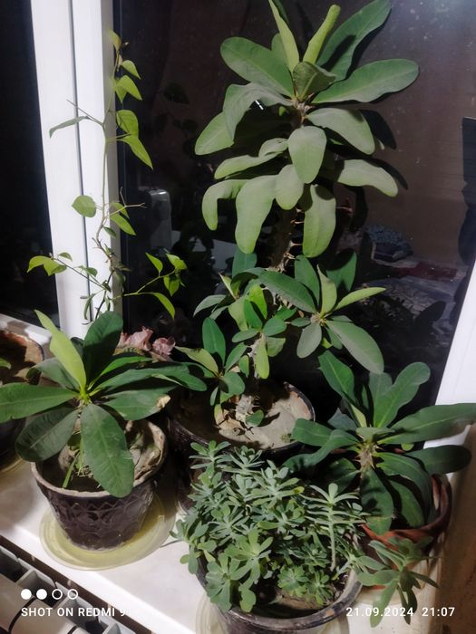 Цветы комнатные разные