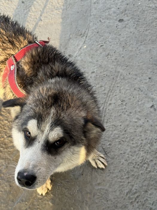 Sotiladi Husky aralash kuchuk
