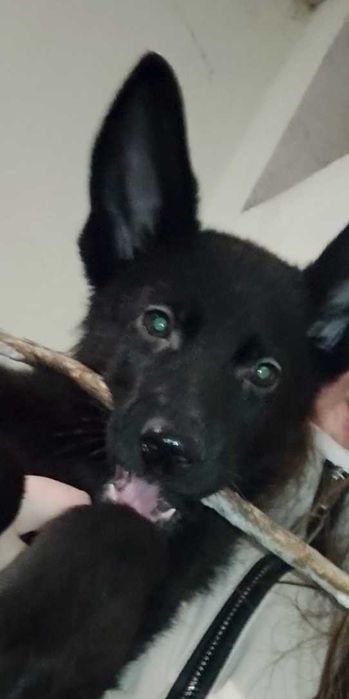 Срочно продам овчарку