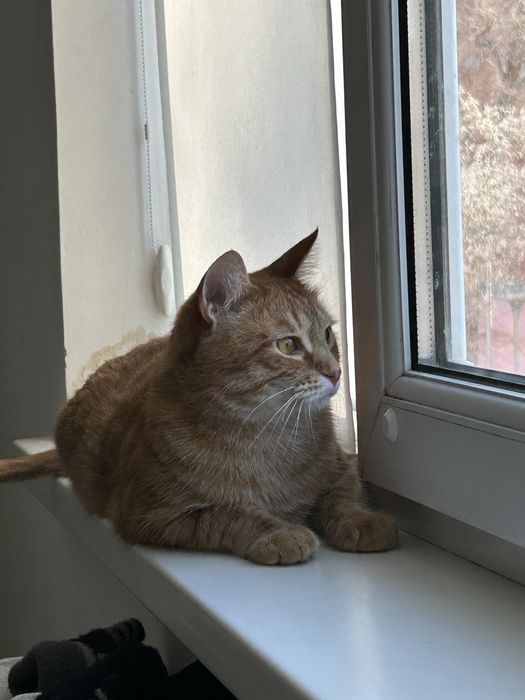 Отдам кота в добрые руки