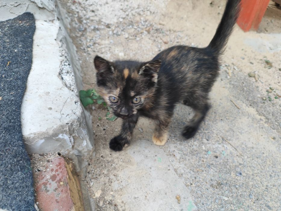 Отдам котят в хорошие руки