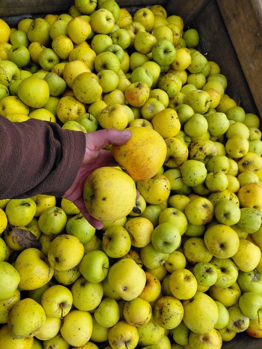 Mere calitatea a II a