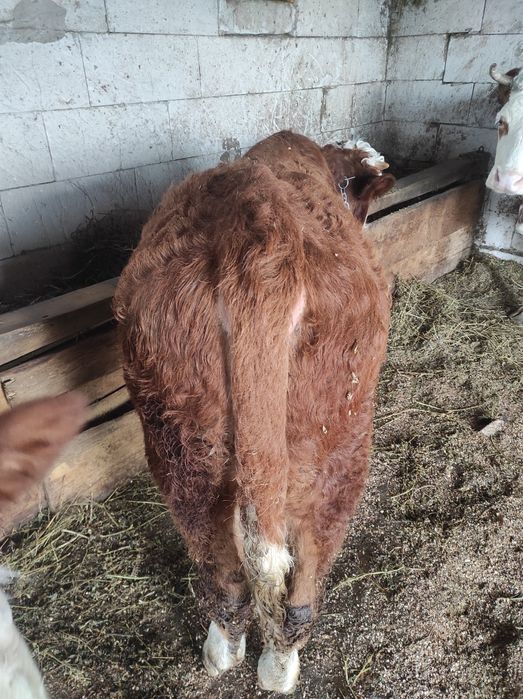 Vând taur de 7 luni apropre