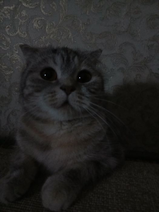 Вязка  кошки бесплатно